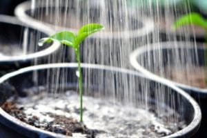 watering plants